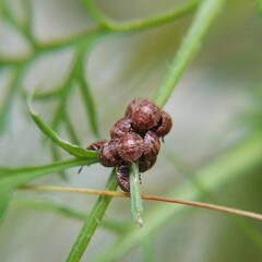 Hemiptera