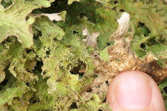 Lobaria