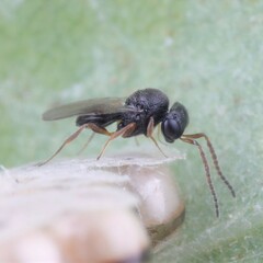 Scelionidae