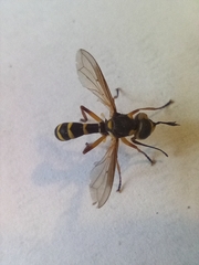 Conops scutellatus