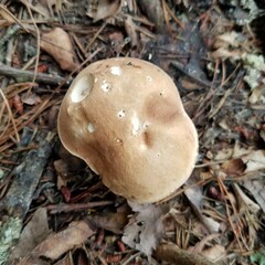 Boletaceae