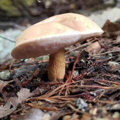 Boletaceae