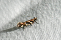 Aristotelia roseosuffusella