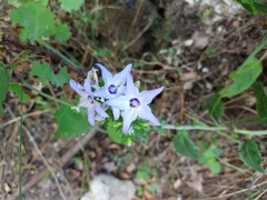 Campanula versicolor