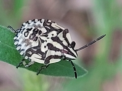 Carpocoris
