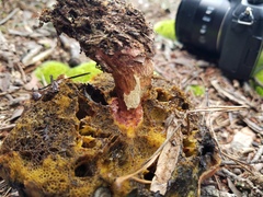 Boletaceae
