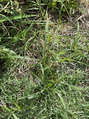 Cyperus esculentus