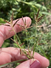 Cyperus esculentus