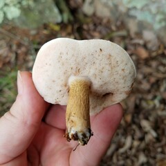 Boletaceae