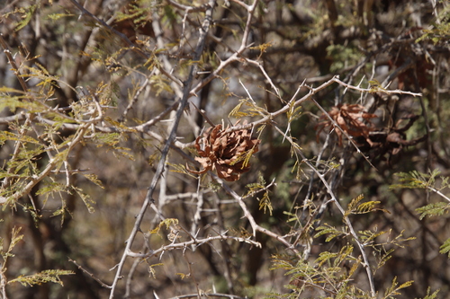 Dichrostachys cinerea image