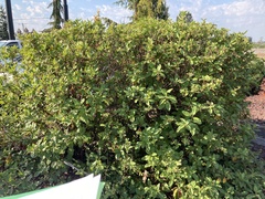 Lonicera involucrata