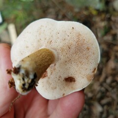 Boletaceae