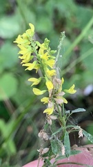 Melilotus officinalis