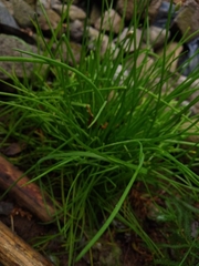 Allium schoenoprasum