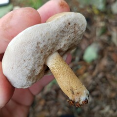 Boletaceae