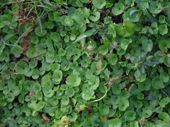 Centella