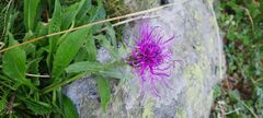 Centaurea