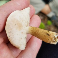 Boletaceae