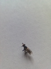 Thecophora