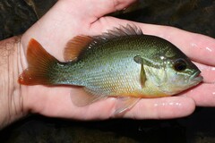 Lepomis auritus