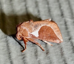 Prolimacodes badia