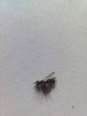 Thecophora