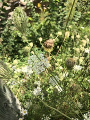 Anthriscus sylvestris