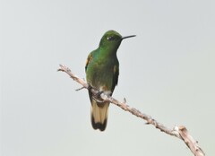 Boissonneaua flavescens