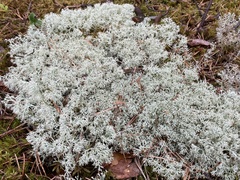 Cladonia rangiferina