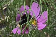 Bombus lapidarius