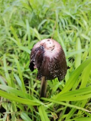 Coprinus