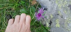 Centaurea