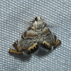 Eoparargyractis irroratalis