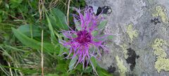 Centaurea