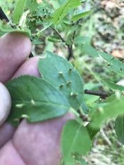 Eriophyes emarginatae