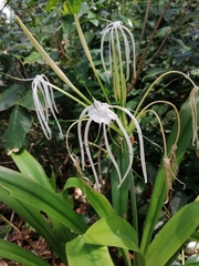 Hymenocallis littoralis