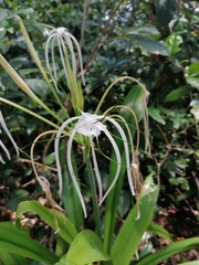 Hymenocallis littoralis