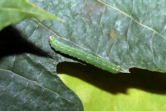 Lomographa temerata