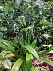 Hymenocallis littoralis