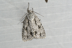Acronicta lobeliae