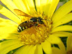 Dianthidium