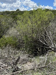 Forestiera reticulata