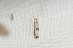 Microcrambus minor