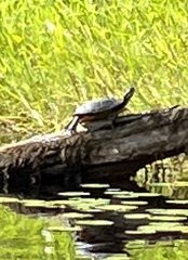 Chrysemys picta picta