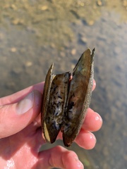 Sagittunio subrostratus