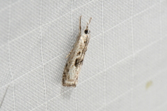 Microcrambus minor