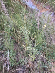 Oenothera curtiflora