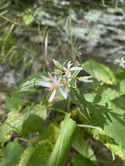 Eurybia divaricata