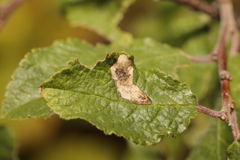 Stigmella plagicolella