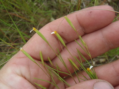 Tagetes micrantha